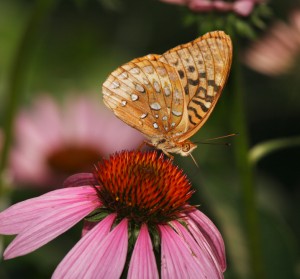 echinacea with butterfly